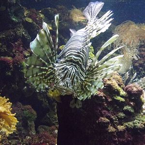 Lionfish stalking butterfly