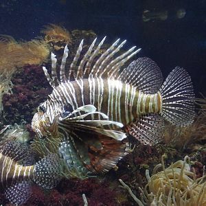 Lionfish