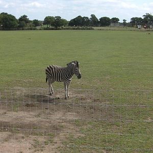 Chapmans Zebra - 19.08.2011