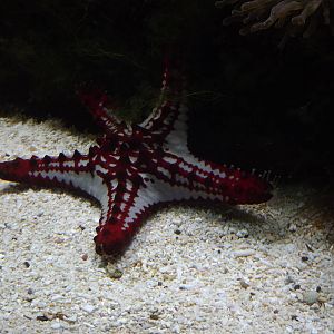 Starfish
