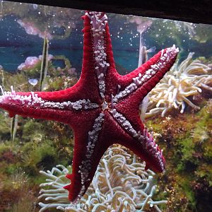 Starfish
