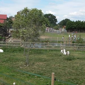 Addax Enclosure - 19.08.2011