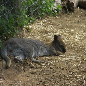 Wallaby Walkabout - 19.08.2011