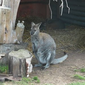 Wallaby Walkabout - 19.08.2011