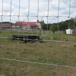 Painted Hunting Dog Enclosure - 19.08.2011