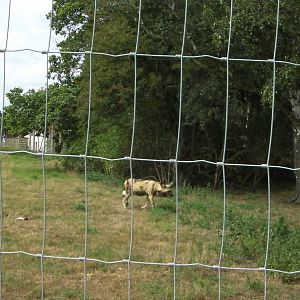 Painted Hunting Dog Enclosure - 19.08.2011