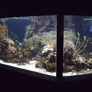 Reef tank