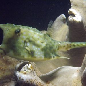 Longhorn Boxfish