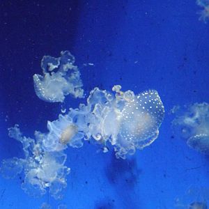 Jelly fish
