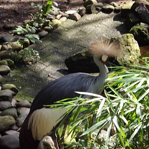 Crowned-Crane