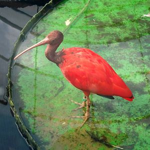 Scarlet ibis