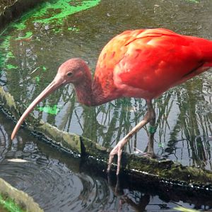 Scarlet ibis