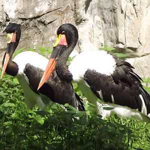 Saddle-billed Stork