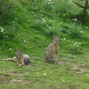 South America Iviva - 19.08.2011