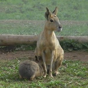 South America Iviva - 19.08.2011