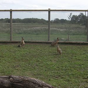 South America Iviva - 19.08.2011