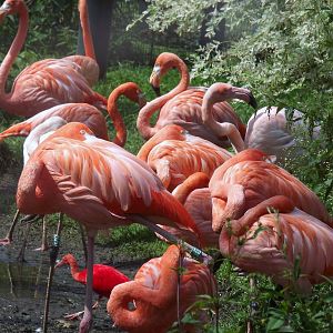 Caribbean flamingo