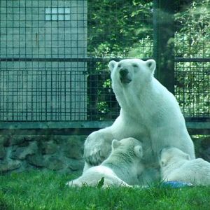 Polar bear nursing cubs