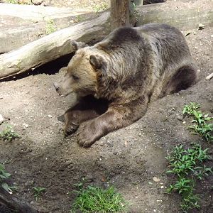 Brown bear