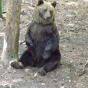 Brown Bear