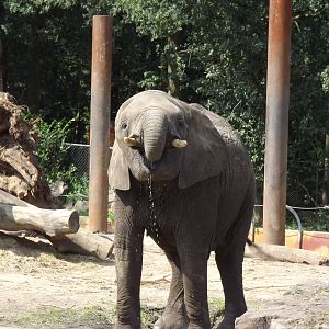 South African Elephant drinking