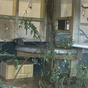 Marmoset Indoor Enclosure - 19.08.2011