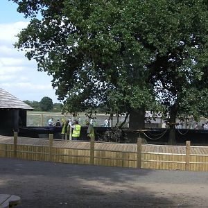 Marmoset Outside Enclosure Construction Works - 19.08.2011