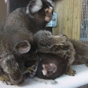 Marmosets - 19.08.2011