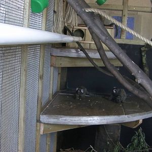 Marmoset Indoor Enclosure - 19.08.2011