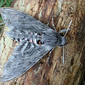 Zawisak powojowiec (Agrius convolvuli)