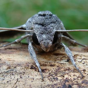 Zawisak powojowiec (Agrius convolvuli)