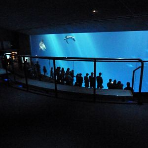 Open Sea - Million Gallon Tank