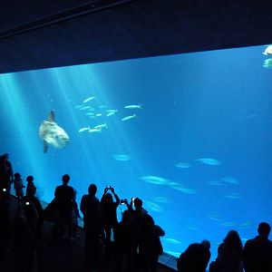 Open Sea - Million Gallon Tank