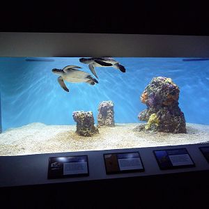 Juvenile Green Sea Turtle Exhibit