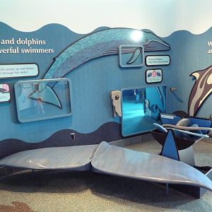 Flippers, Flukes + Fun - Kiddie Zone