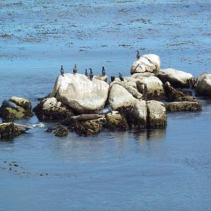 Aquarium Exterior - Pacific Ocean