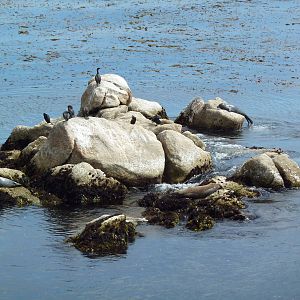 Aquarium Exterior - Pacific Ocean