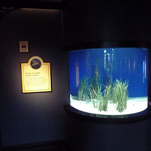 The Secret Lives Of Seahorses - Weedy Sea Dragon Exhibit