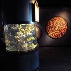 The Secret Lives Of Seahorses - Zebrasnout Seahorse Exhibit