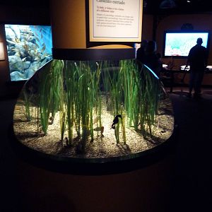 The Secret Lives Of Seahorses - Lined Seahorse Exhibit