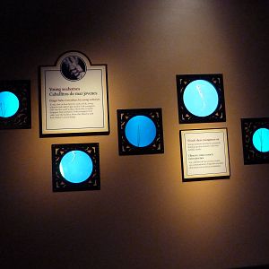 The Secret Lives Of Seahorses - Young Seahorses