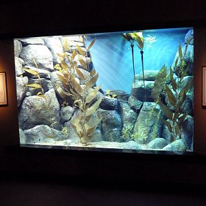 The Secret Lives Of Seahorses - Leafy Sea Dragon Exhibit