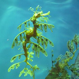 The Secret Lives Of Seahorses - Leafy Sea Dragon