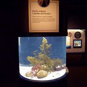The Secret Lives Of Seahorses - Pacific Seahorse Exhibit