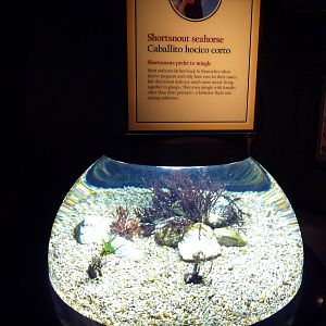 The Secret Lives Of Seahorses - Shortsnout Seahorse Exhibit