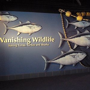 Vanishing Wildlife - Tuna Display