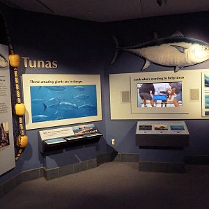 Vanishing Wildlife - Tuna Display