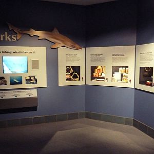 Vanishing Wildlife - Shark Display