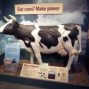 Hot Pink Flamingos - Cow Power!