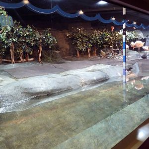 Hot Pink Flamingos - Bird Exhibit (6 Species)